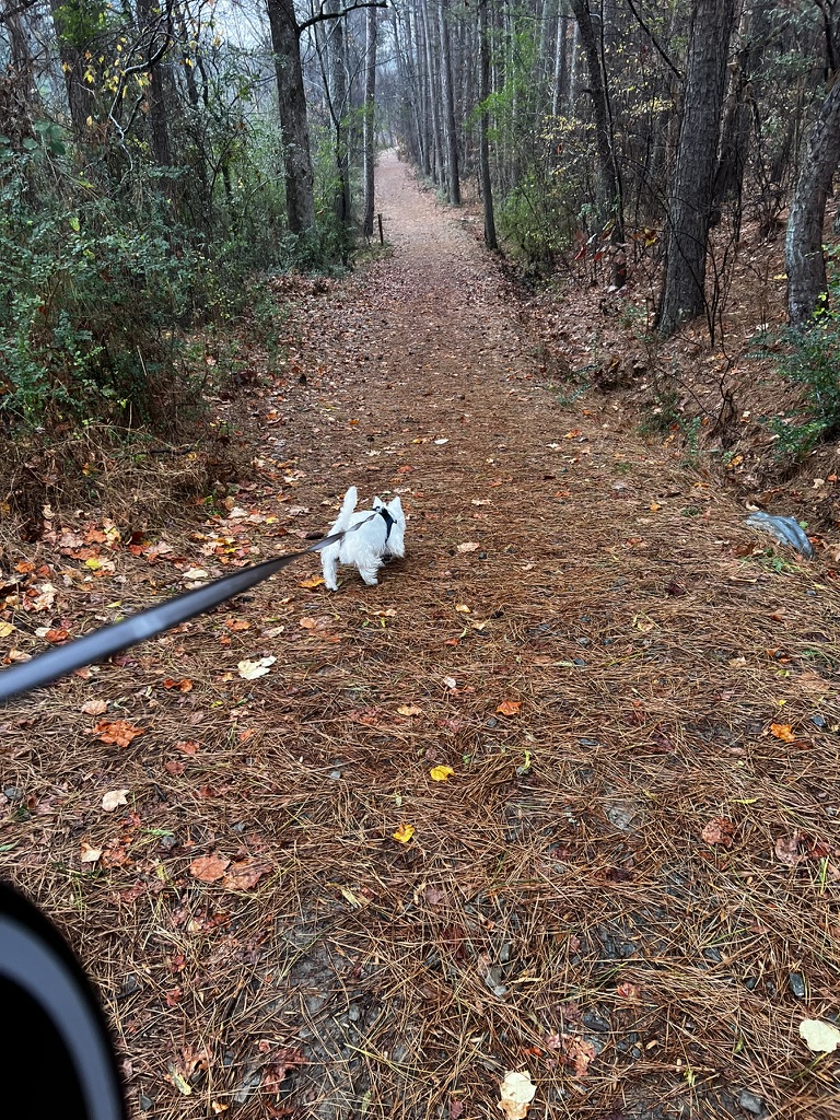 Fergus walking along a wooded trail carpeted with autumn leaves.